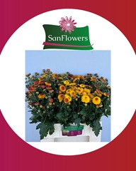 Chrysanth Spray Bright Eye 60cm 75gr.