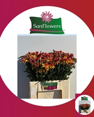 Chrysanth Spray Beppie Bronze 60cm 70gr.
