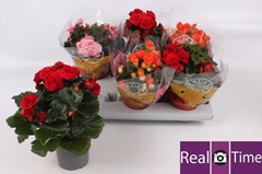 Begonia Double Mix 13Ø 30cm