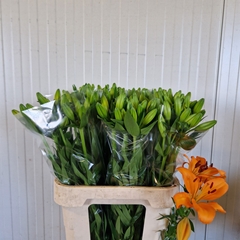 Lily La Caesars Palace 85cm 3+