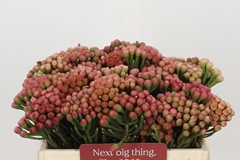 Brunia Laevis Red 35cm