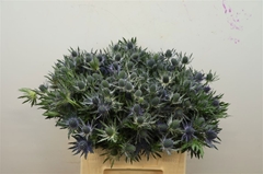 Eryngium Planum Magical Blue Lagoon 40cm
