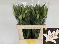 Lily Oriental Santander 80cm 3+