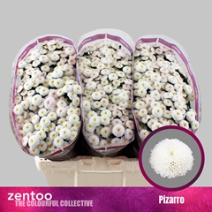 Chrysanth Santini Pizarro 55cm 44gr.