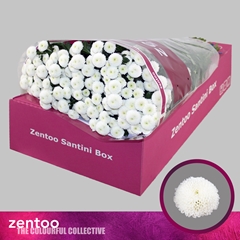 Chrysanth Santini Pizarro 55cm 44gr.