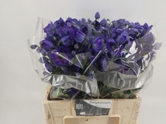 Delphinium Double Delphi's Jewel 50cm