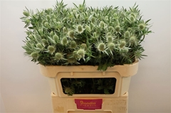 Eryngium Magical White Lagoon 70cm