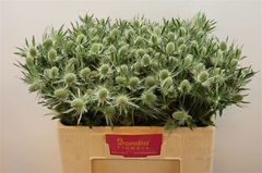 Eryngium Magical White Lagoon 50cm