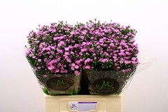 Aster Teeny Tiny Pink 60cm 15gr.