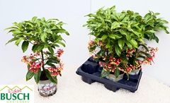 Ardisia Crenata 14Ø 40cm