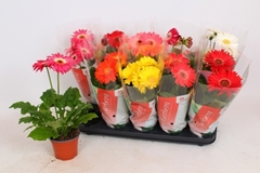 Gerbera Colourgame Mix 12Ø 35cm