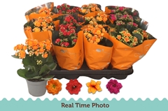 Kalanchoe Double Mix 9Ø 22cm