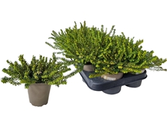 Erica Darleyensis Mix 10Ø 17cm