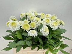 Dahlia Caro 55cm