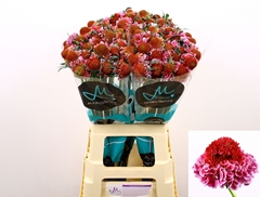 Scabiosa Focal Scoop Bicolor Pink 70cm