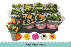 Kalanchoe Double Mix 9Ø 17cm