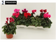 Cyclamen Super Serie Carino 10Ø 21cm