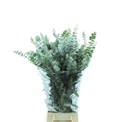 Eucalyptus Baby Blue Per Bunch 70cm 200gr.