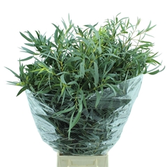 Eucalyptus Domenichina Per Bunch 70cm 300gr.