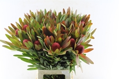 Leucadendron Ayoba African Sky 70cm