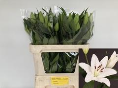 Lily Oriental Santander 75cm 2+