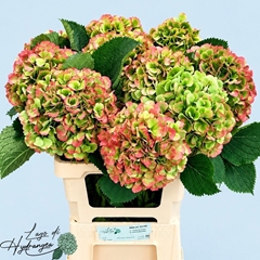 Hydrangea Verena Classic 60cm 18-20cm Hd