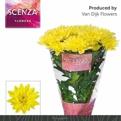 Chrysanth Spray Baltica Yellow 70cm 80gr.