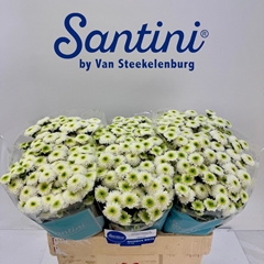 Chrysanth Santini Maverick White 55cm 52gr.