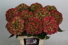 Hydrangea Glowing Alps Classic 70cm 16-18cm Hd