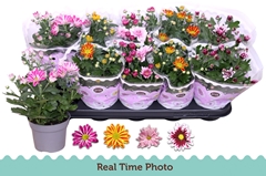 Chrysanth Mix Flower 12Ø 25cm