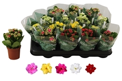 Kalanchoe Double Rosaline Mix 7Ø 15cm