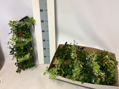 Gaultheria Big Berry 50Ø 25cm