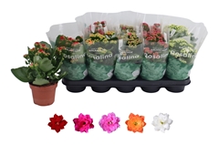 Kalanchoe Double Rosaline Mix 12Ø 27cm