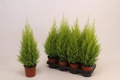 Cupressus Goldcrest Wilma 14Ø 60cm