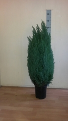 Chamaecyparis Ellwoodii 21Ø 120cm