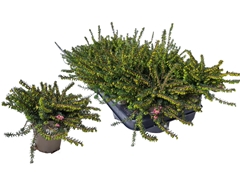 Erica Darleyensis Mix 10Ø 17cm