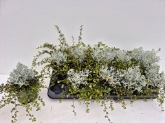 Leucophyta Brownii 12Ø 15cm