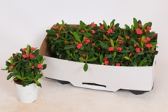 Euphorbia Vulcanus 12Ø 24cm
