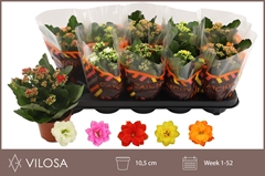 Kalanchoe Double Mix 10Ø 22cm