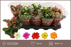 Kalanchoe Double Mix 10Ø 22cm