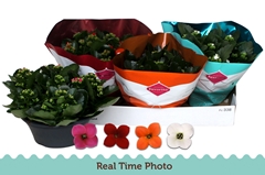Kalanchoe Single Mix 4 Colours 23Ø 25cm