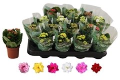 Kalanchoe Double Rosaline Mix 7Ø 15cm