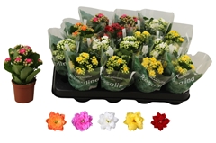 Kalanchoe Double Rosaline Mix 7Ø 15cm