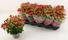 Chrysanth Rainbow Dizzy 12Ø 28cm