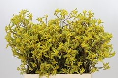 Anigozanthos Flavidus Bush Down 60cm