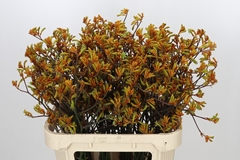 Anigozanthos Flavidus Bush Sunset 80cm