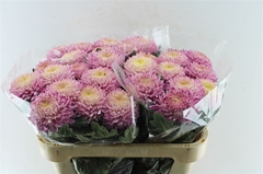 Chrysanth Single Bigoudi Pink 80cm 100gr.