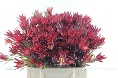 Leucadendron Salignum Blush 40cm Spray