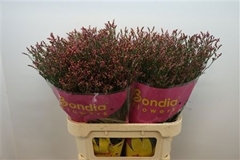 Limonium Sinense Scarlet Diamond 70cm 25gr.
