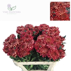 Chrysanth Single Hornbill Salmon 80cm 95gr.
